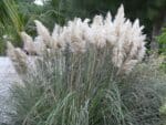 Graines de Cortaderia selloana, Graines d'Herbe de la pampa 'White'