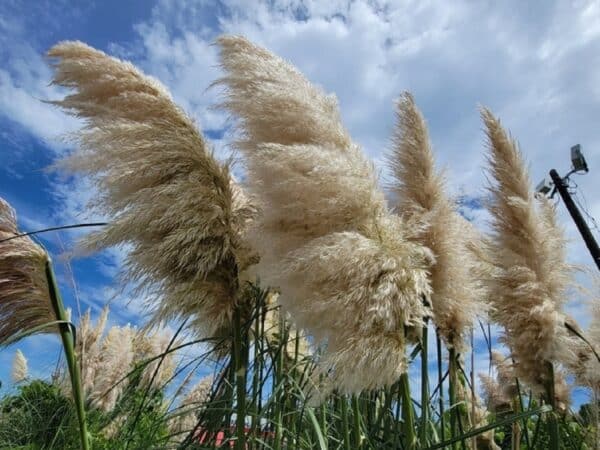 Graines de Cortaderia selloana, Graines d'Herbe de la pampa