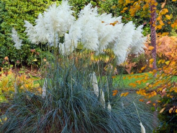 Graines de Cortaderia selloana, Graines d'Herbe de la pampa 'White'