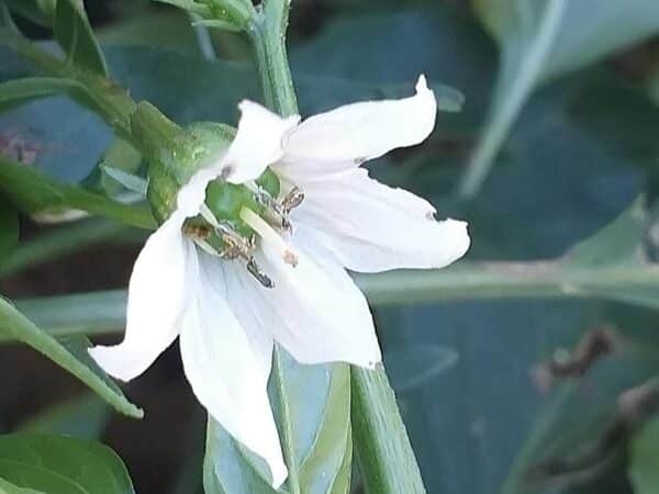 Graines de Piment Fresno - Graines de Capsicum annuum