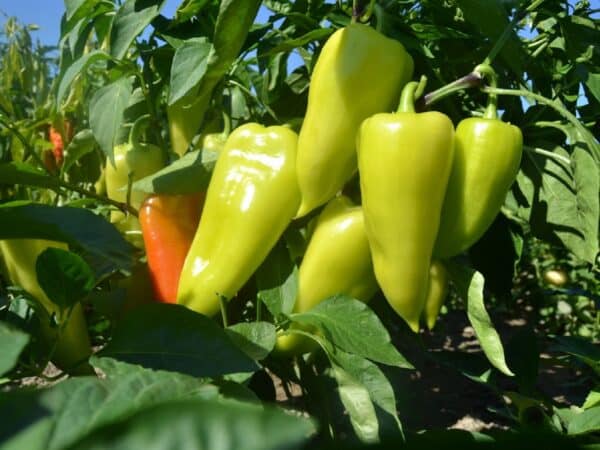 Graines de Piment Fresno en culture, Graines de Capsicum annuum 'Fresno'