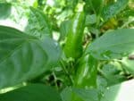 Graines de Piment Fresno - Graines de Capsicum annuum