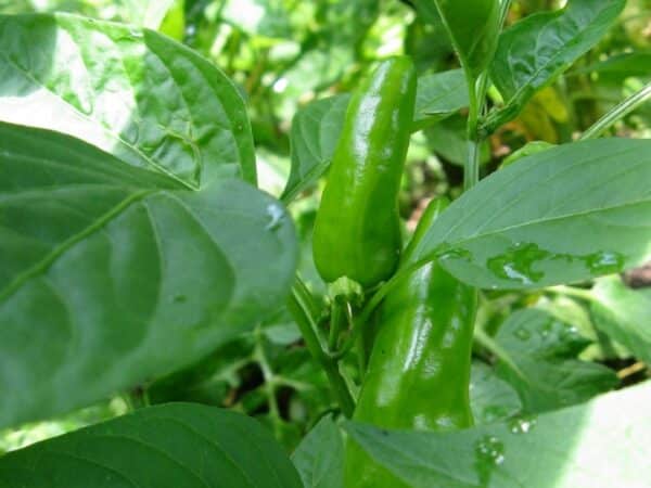 Graines de Piment Fresno - Graines de Capsicum annuum