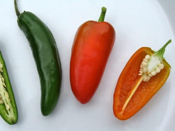 Graines de Piment Fresno - Graines de Capsicum annum