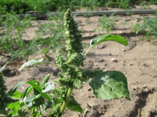 Graines d'Amaranthus caudatus 'Golden Giant', Graines d'Amarante Golden Giant'