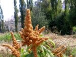 Graines d'Amaranthus caudatus 'Golden Giant', Graines d'Amarante Golden Giant'