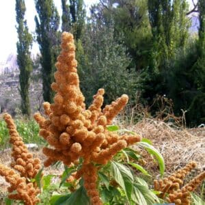 Graines d'Amaranthus caudatus 'Golden Giant', Graines d'Amarante Golden Giant'