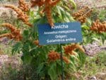 Graines d'Amaranthus caudatus 'Golden Giant', Graines d'Amarante Golden Giant'