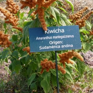 Graines d'Amaranthus caudatus 'Golden Giant', Graines d'Amarante Golden Giant'