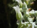 Graines de Dudleya albiflora, Graines de White-Flower Lifevorever