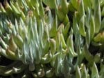 Graines de Dudleya albiflora, graines de White-Flower Lifevorever