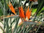Plant de Strelitzia reginae, Plant d'Oiseau du paradis