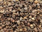 Graines de Paederia lanuguinosa, semences de plante fromage