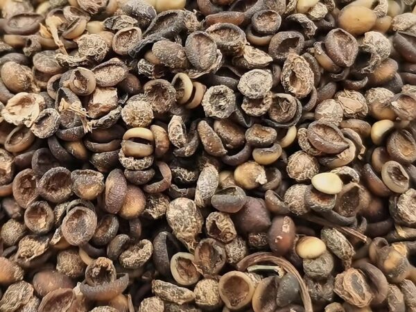 Graines de Paederia lanuguinosa, semences de plante fromage