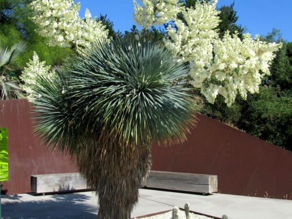 Graines de Yucca rostrata, graines de Yucca à bec