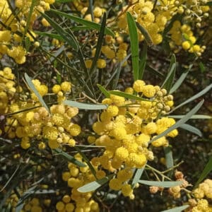 Graines d'Acacia retinodes, Graines de Mimosa des quatre saisons