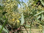 Graines d'Acacia retinodes, Graines de Mimosa des quatre saisons, Semences de Mimosa des 4 saisons