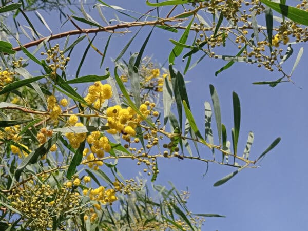 Graines d'Acacia retinodes, Graines de Mimosa des quatre saisons, Semences de Mimosa des 4 saisons, vente de graines d'Acacia retinodes