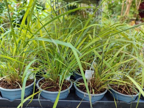 Plants Cymbopogon citratus, Plants de citronnelle, Plant Lemongrass