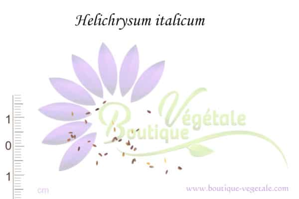 Graines d'Helichrysum italicum, Graines d'Immortelle d'Italie