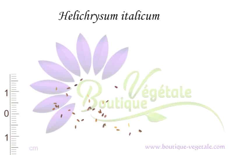 Graines d'Helichrysum italicum, Graines d'Immortelle d'Italie