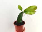 Plant Hylocereus undatus, Plant de pitaya, plant fruit du dragon, vente pitaya