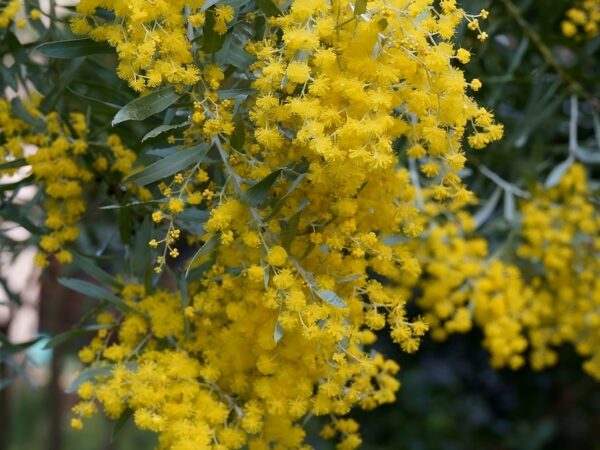 Graines d'Acacia covenyi, graines de Mimosa bleuté