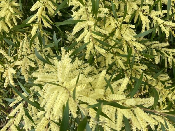 Graines d'Acacia floribunda, Graines d'Acacia fleuri