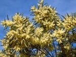 Graines d'Acacia floribunda, Graines d'Acacia fleuri