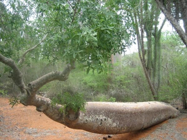 Graines d'Adansonia za, graines de Baobab za