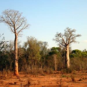 Graines d'Adansonia za, graines de Baobab za