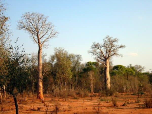 Graines d'Adansonia za, graines de Baobab za