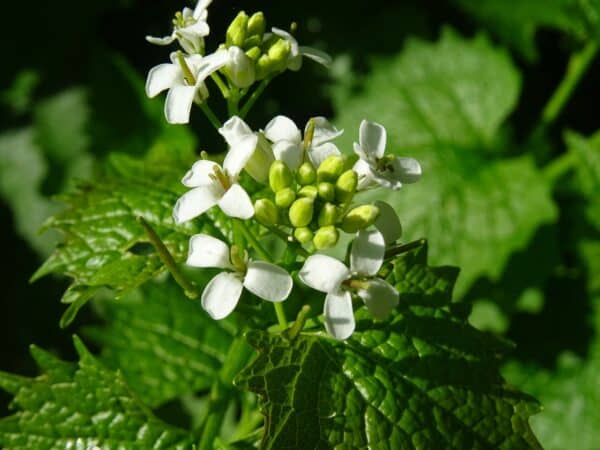 Graines d'Alliaria petiolata, graines d'Alliaire officinale