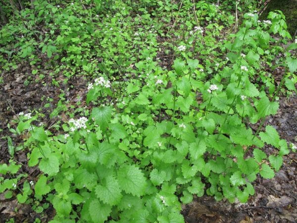 Graines d'Alliaria petiolata, graines d'Alliaire officinale