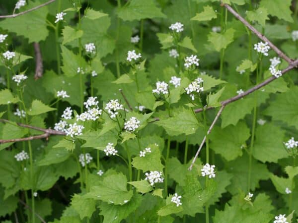 Graines d'Alliaria petiolata, graines d'Alliaire officinale