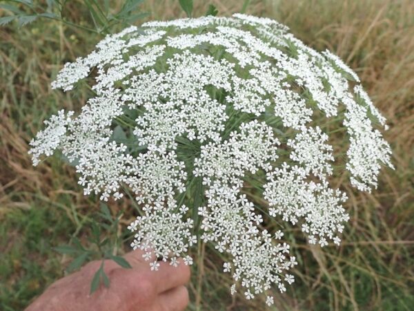 Graines d'Ammi majus, graines d'Ammi élevé