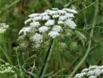 Graines d'Ammi majus, graines d'Ammi élevé