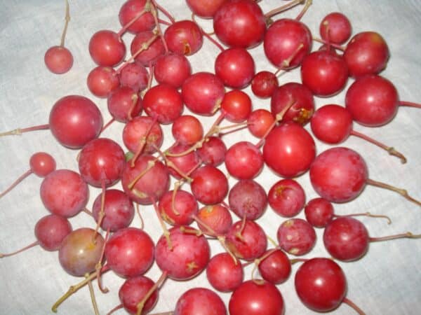 Graines de Capparis decidua, graines de Karira