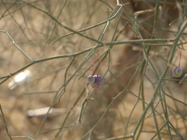 Graines de Capparis decidua, graines de Karira