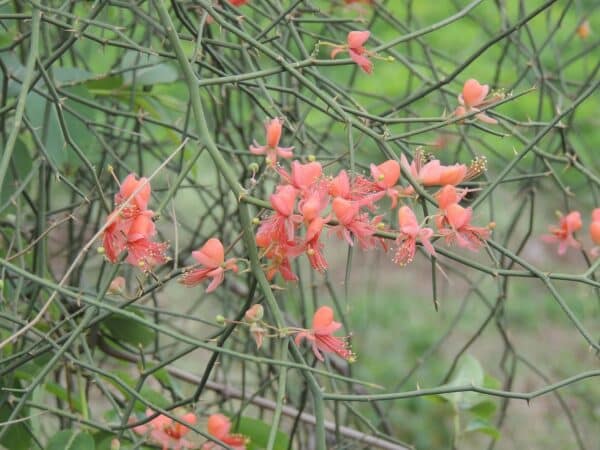 Graines de Capparis decidua, graines de Karira