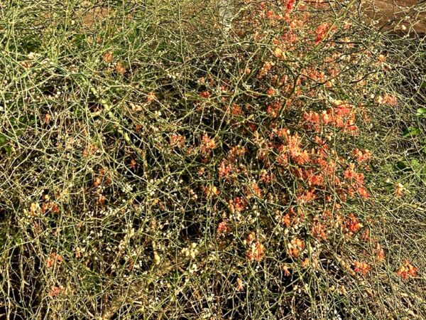 Graines de Capparis decidua, graines de Karira