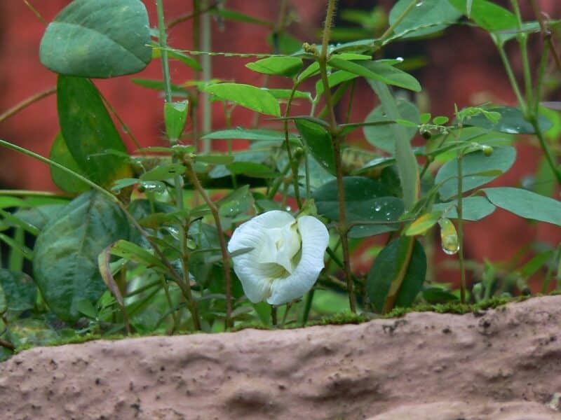 Clitoria ternatea Alba - Liane de Ternate blanche en couvre-sol