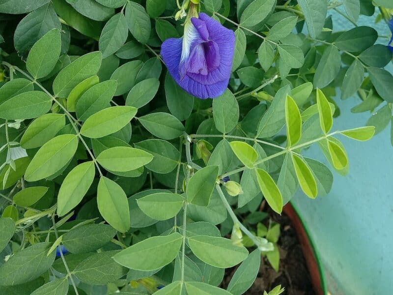 Clitoria ternatea - Culture de Pois bleu en pot