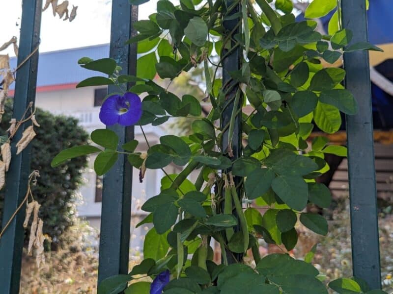 Clitoria ternatea - Culture de pois bleu sur treillis