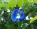 Fleur de pois bleu (CC0)