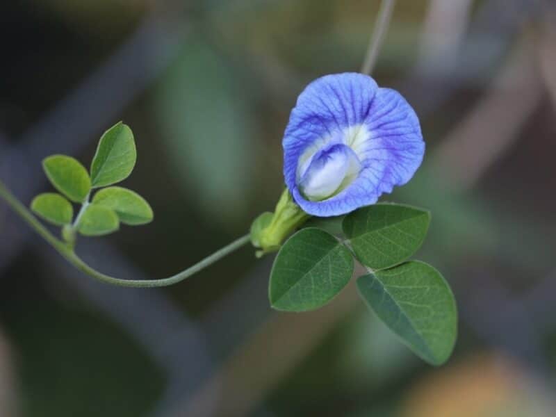 Clitoria ternatea - Fleur et feuilles de Pois bleu