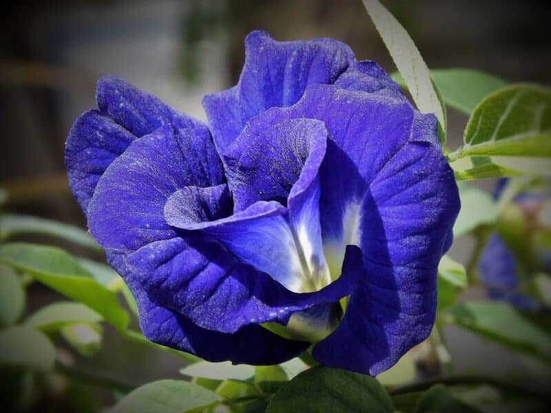 Clitoria ternatea - Pois bleu à fleurs doubles