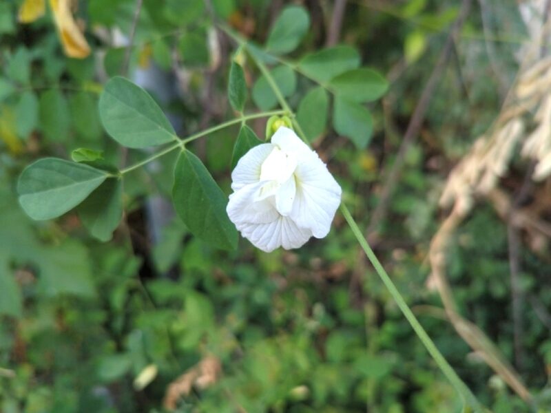 Clitoria ternatea var. Albiflora double