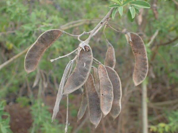 Graines de Cytisus proliferus, graines de Tagasaste, Graines de Chamaecytisus proliferus