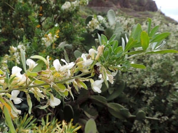 Graines de Cytisus proliferus, graines de Tagasaste, Graines de Chamaecytisus proliferus